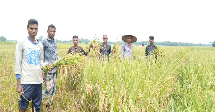 বোরো কাটায় ব্যস্ত কৃষক: বিশ্বনাথে বোরো উৎপাদনে অর্জিত হবে লক্ষমাত্রা